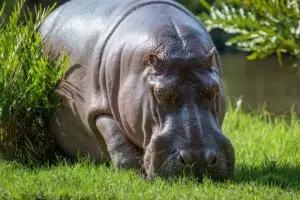 Der HIPPO-Effekt und wie man ihn umgeht